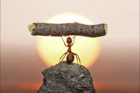 九游官方入口_年轻力量快速成长，阵容厚度增强(年轻力量的句子)